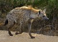 091 hyena H